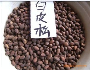 供應(yīng)出售白皮松種子價格45元_農(nóng)副產(chǎn)品_世界工廠網(wǎng)中國產(chǎn)品信息庫