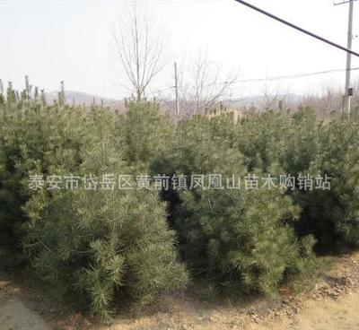 大量銷售優質白皮松 大苗白皮松 工程綠化用白皮松樹苗 量大優