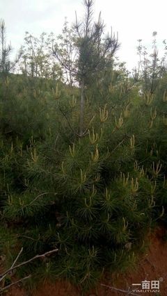 白皮松陜西西安市藍田縣_批發_供應-一畝田農業網_專業的農產品信息商務平臺