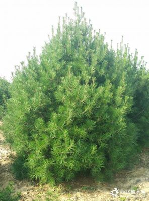 1米白皮松,1米白皮松小苗價格,1米占地白皮松