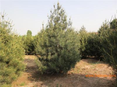 淄博白皮松/白皮松種植基地/白皮松苗木采購/山東白皮松價格批發–淄博白皮松/白皮松種植基地/白皮松苗木采購/山東白皮松價格廠家–淄博白皮松/白皮松種植基地/白皮松苗木采購/山東白皮松價格供應商