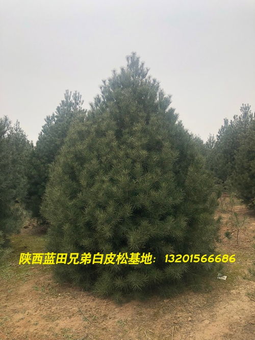 2020陜西白皮松銷(xiāo)售 臨江