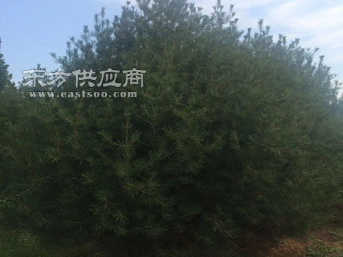 4.5米白皮松報(bào)價(jià) 4.5米白皮松 泰山區(qū)泰景苗木 查看