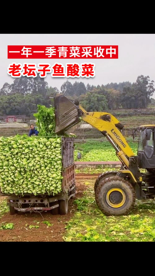 好的原料配上好的工藝才會(huì)有好產(chǎn)品 好味道