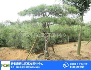 街道景松 億發園林 在線咨詢 山東街道景松