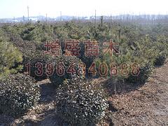 山東至好的華山松 華山松批發