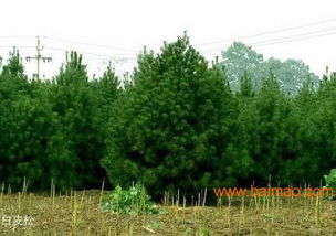 陜西大型白皮松種植基地 為您提供2017新白皮松報價 包成活的白皮松,陜西大型白皮松種植基地 為您提供2017新白皮松報價 包成活的白皮松生產廠家,陜西大型白皮松種植基地