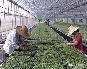三農 桐鄉首個工廠化花卉育苗中心啟用