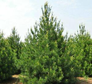 【大量優質白皮松 碧林藍田白皮松2.5米一級白皮松園林綠化工程】價格_廠家_圖片