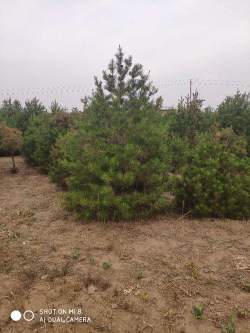 高3米白皮松價格 山西白皮松多少錢一棵