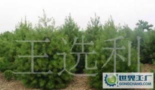 陜西1.5米白皮松價格_陜西1.5米白皮松廠家_世界工廠網產品信息庫