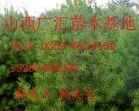 國槐苗山楂苗側柏苗白皮松_農副產品_世界工廠網中國產品信息庫